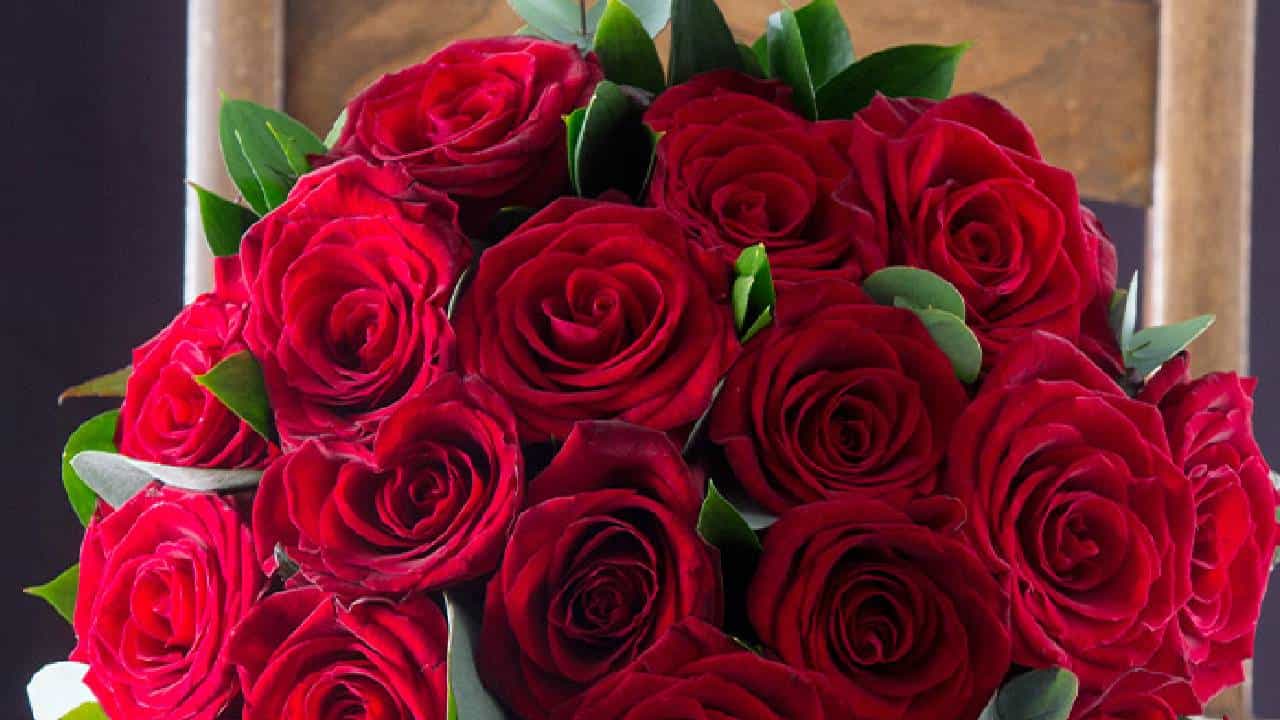 Valentine's Day: ಬೆಂಗಳೂರಿನ ಕೆಂಪು ಗುಲಾಬಿಗೆ ಭಾರೀ ಬೇಡಿಕೆ; ದರವೂ ಹೆಚ್ಚಳ Valentine's Day: ಬೆಂಗಳೂರಿನ ಕೆಂಪು ಗುಲಾಬಿಗೆ ಭಾರೀ ಬೇಡಿಕೆ; ದರವೂ ಹೆಚ್ಚಳ