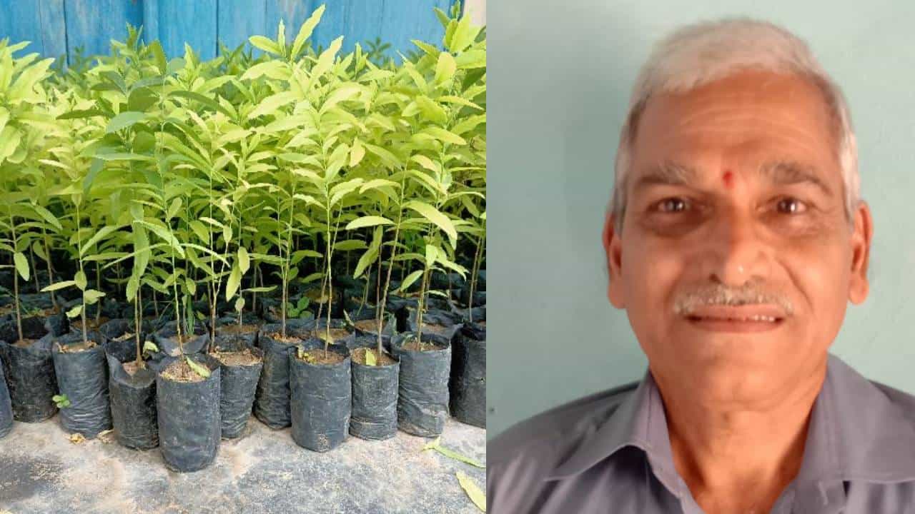 ಶ್ರೀಗಂಧದ ಗಿಡ ನೆಡುವ ಸರಿಯಾದ ಕ್ರಮ ಹಾಗೂ ರಕ್ಷಣೆಯ ಕುರಿತು ಮಾಹಿತಿ ಇಲ್ಲಿದೆ ಶ್ರೀಗಂಧದ ಗಿಡ ನೆಡುವ ಸರಿಯಾದ ಕ್ರಮ ಹಾಗೂ ರಕ್ಷಣೆಯ ಕುರಿತು ಮಾಹಿತಿ ಇಲ್ಲಿದೆ