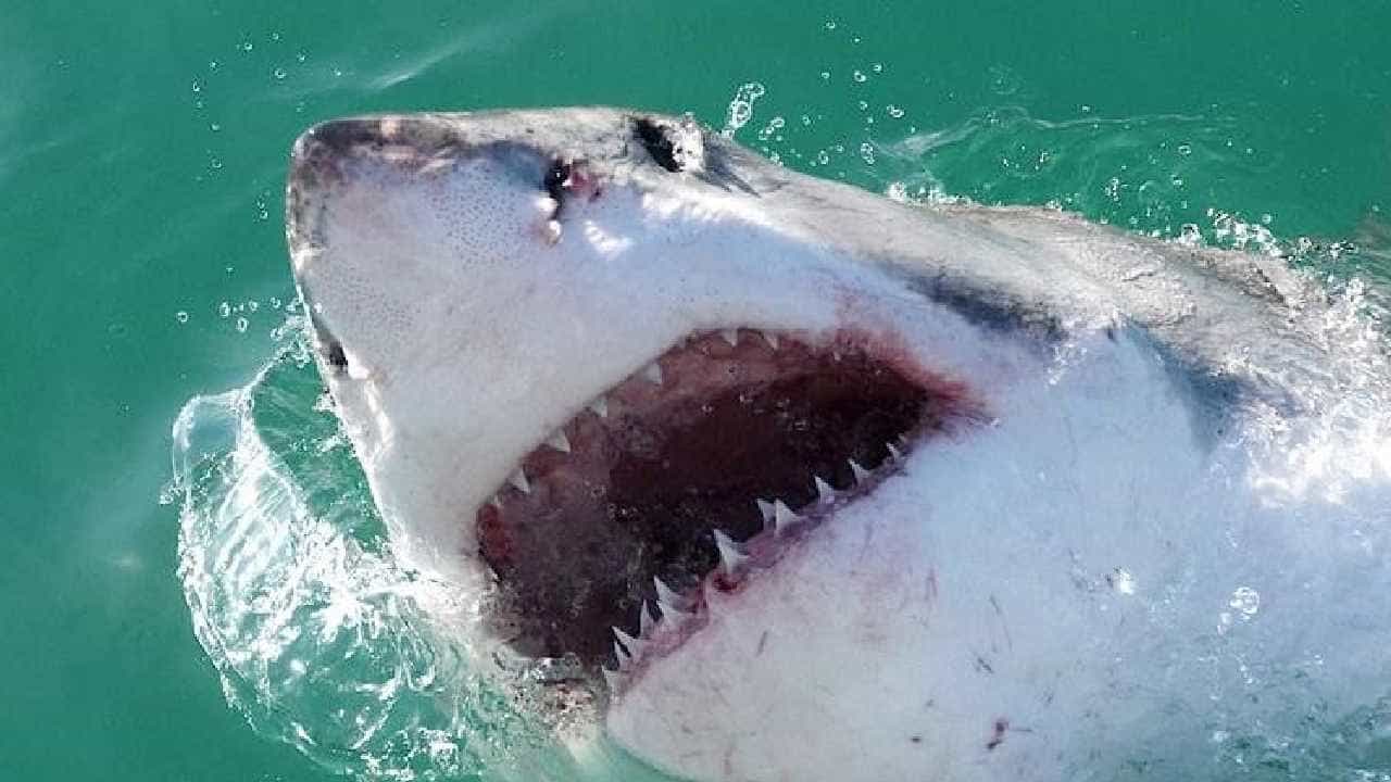 Shark: ಡಾಲ್ಫಿನ್ಗಳೊಂದಿಗೆ ನದಿಯಲ್ಲಿ ಈಜುತ್ತಿದ್ದ ಬಾಲಕಿಯ ಮೇಲೆ ದಾಳಿ ನಡೆಸಿ ಹತ್ಯೆ ಮಾಡಿದ ಶಾರ್ಕ್ ಮೀನು Shark: ಡಾಲ್ಫಿನ್ಗಳೊಂದಿಗೆ ನದಿಯಲ್ಲಿ ಈಜುತ್ತಿದ್ದ ಬಾಲಕಿಯ ಮೇಲೆ ದಾಳಿ ನಡೆಸಿ ಹತ್ಯೆ ಮಾಡಿದ ಶಾರ್ಕ್ ಮೀನು