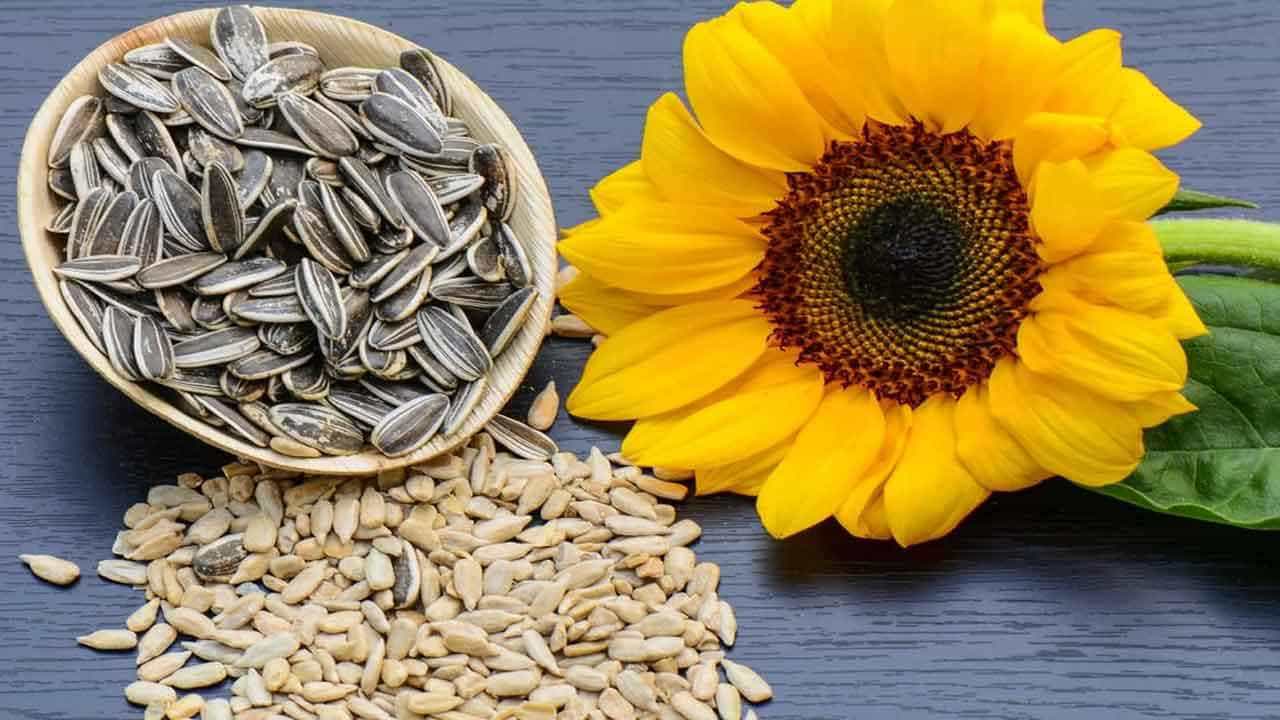 Sunflower Seeds Benefits: ಸೂರ್ಯಕಾಂತಿ ಬೀಜಗಳಿಂದ ಸಿಗುವ ಅದ್ಭುತ ಆರೋಗ್ಯ ಪ್ರಯೋಜನಗಳಿವು Sunflower Seeds Benefits: ಸೂರ್ಯಕಾಂತಿ ಬೀಜಗಳಿಂದ ಸಿಗುವ ಅದ್ಭುತ ಆರೋಗ್ಯ ಪ್ರಯೋಜನಗಳಿವು