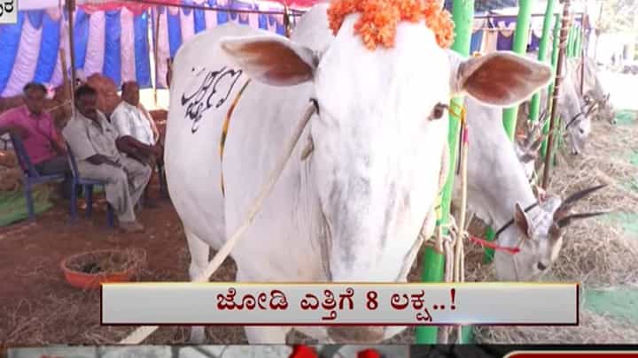 Chikkaballapura: ನಂದಿಗ್ರಾಮ ರಾಸುಗಳ ಜಾತ್ರೆಯಲ್ಲಿ ಮಾರಾಟವಾಗಲಿರುವ ಜೋಡಿ ಹೋರಿಗಳ ಬೆಲೆ ಕೇಳಿದರೆ ನೀವು ದಂಗಾಗುತ್ತೀರಿ! Chikkaballapura: ನಂದಿಗ್ರಾಮ ರಾಸುಗಳ ಜಾತ್ರೆಯಲ್ಲಿ ಮಾರಾಟವಾಗಲಿರುವ ಜೋಡಿ ಹೋರಿಗಳ ಬೆಲೆ ಕೇಳಿದರೆ ನೀವು ದಂಗಾಗುತ್ತೀರಿ!