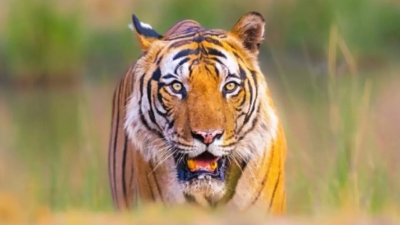 Tiger Attack: ಕೊಡಗಿನಲ್ಲಿ ಹುಲಿ ದಾಳಿಗೆ 12 ವರ್ಷದ ಬಾಲಕ ಸಾವು