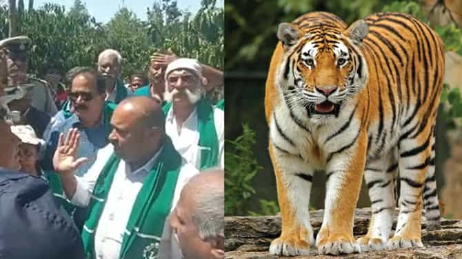 ಕೊಡಗು: ಹುಲಿ ಸೆರೆ ಹಿಡಿಯಲು ರಾಜ್ಯ ಸರ್ಕಾರದಿಂದ ಆದೇಶ, ಪ್ರತಿಭಟನೆ ಹಿಂಪಡೆದ ಕೆ.ಬಾಡಗ ಗ್ರಾಮಸ್ಥರು
