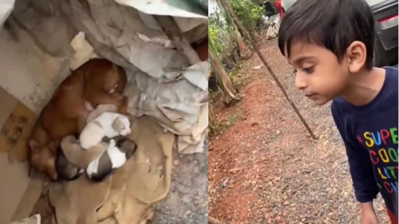 Viral Video: ಪ್ಲೀಸ್ ಮಮ್ಮಿ ನಮಗೆ ನಿಮ್ಮ ಒಂದು ಮಗುವನ್ನು ಕೊಡಿ ಎಂದು ಅಂಗಲಾಚಿದ ಪುಟ್ಟ ಬಾಲಕ Viral Video: ಪ್ಲೀಸ್ ಮಮ್ಮಿ ನಮಗೆ ನಿಮ್ಮ ಒಂದು ಮಗುವನ್ನು ಕೊಡಿ ಎಂದು ಅಂಗಲಾಚಿದ ಪುಟ್ಟ ಬಾಲಕ