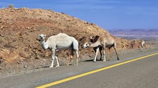 ಮಂಗಳೂರು: ಕಾರಿಗೆ ನಾಯಿ ಡಿಕ್ಕಿ, 70 ಕಿ.ಮೀ ಪ್ರಯಾಣದ ಬಳಿಕ ಬಂಪರಿನೊಳಗೆ ಶ್ವಾನ ಪ್ರತ್ಯಕ್ಷ