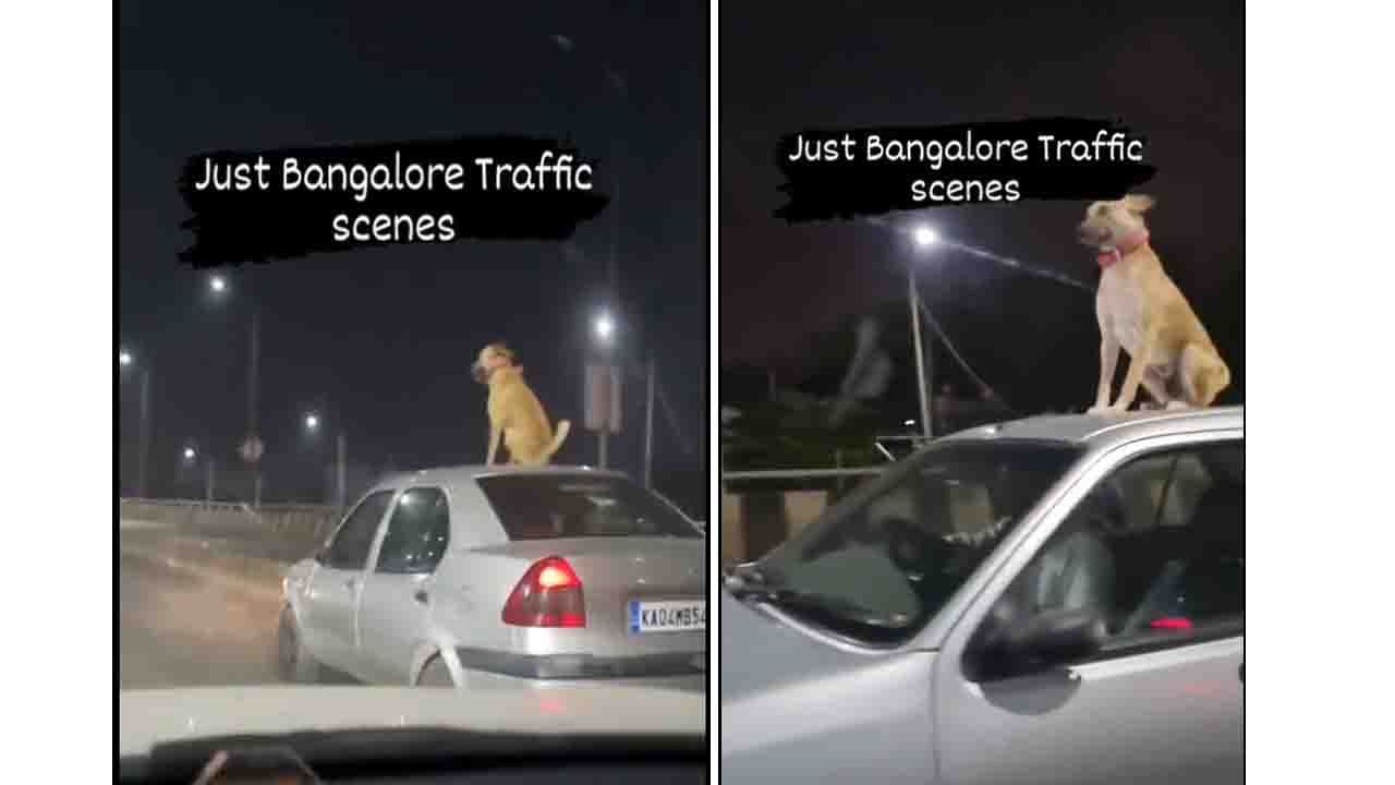 ಬೈಕ್ ಮೇಲೆ ಬೆಕ್ಕಿನ ಸವಾರಿ ಆಯಿತು ಈಗ ಕಾರ್ ಮೇಲೆ ನಾಯಿಯ ಸರದಿ; ಆಕ್ರೋಶಗೊಂಡ ನೆಟ್ಮಂದಿ