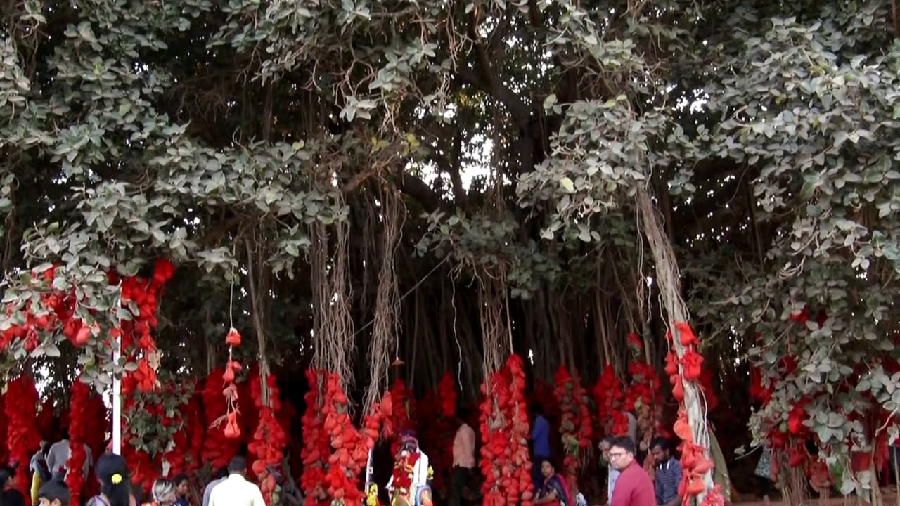 ಜನ ಮರುಳೋ ಜಾತ್ರೆ ಮರುಳೋ: ಅಮಾವಾಸ್ಯೆ ದಿನ 300 ವರ್ಷ ಹಳೆಯ ಮರಕ್ಕೆ ಹರಕೆ ಕಟ್ಟಿ ಮಹಿಳೆಯರಿಂದ ಪ್ರದಕ್ಷಿಣೆ