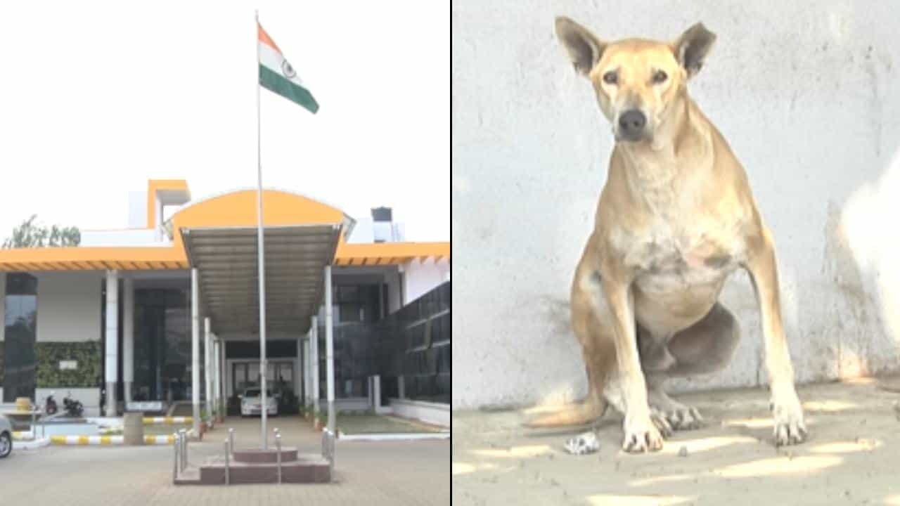 ಬೀದಿ ನಾಯಿ ಉಪಟಳಕ್ಕೆ ಹೈರಾಣಾದ ಬೆಳಗಾವಿ ಜನರು: ಕಚ್ಚೋ ನಾಯಿ ಬದಲು ಬೇರೆ ನಾಯಿ ಹಿಡಿದುಕೊಂಡು ಹೋದ ಜಿಲ್ಲಾಡಳಿತ ಬೀದಿ ನಾಯಿ ಉಪಟಳಕ್ಕೆ ಹೈರಾಣಾದ ಬೆಳಗಾವಿ ಜನರು: ಕಚ್ಚೋ ನಾಯಿ ಬದಲು ಬೇರೆ ನಾಯಿ ಹಿಡಿದುಕೊಂಡು ಹೋದ ಜಿಲ್ಲಾಡಳಿತ