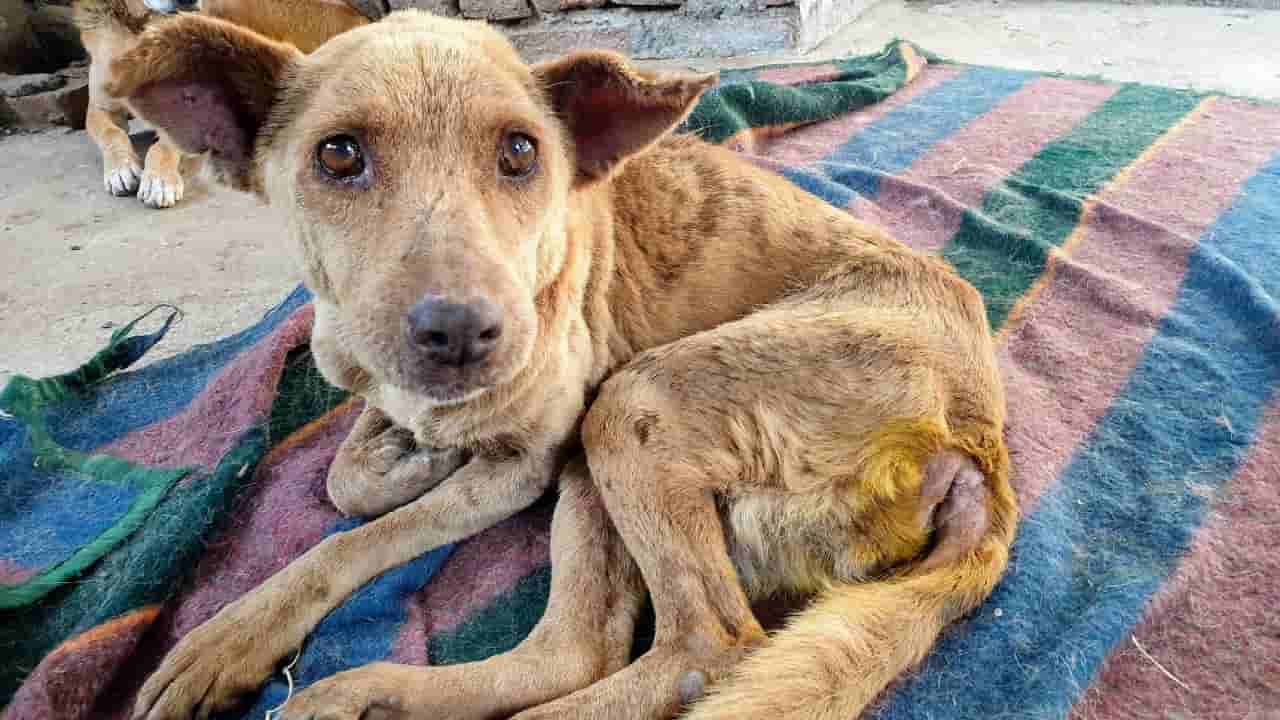 Bengaluru: ಬೆಂಗಳೂರಿನಲ್ಲಿ ಜನನ ನಿಯಂತ್ರಣ ಶಸ್ತ್ರ ಚಿಕಿತ್ಸೆಗೆ 85 ಶ್ವಾನಗಳು ಬಲಿ, ವೈದ್ಯರ ಮೇಲೆ ಗಂಭೀರ ಆರೋಪ