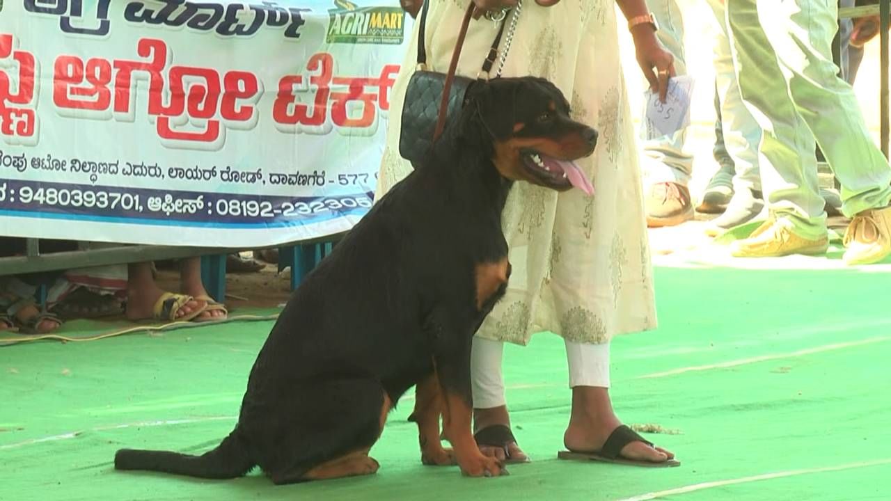 ದಾವಣಗೆರೆ ಜಿಲ್ಲೆಯ ಹರಿಹರ ನಗರದ ಗಾಂಧಿ ಮೈದಾನದಲ್ಲಿ ಕ್ಯಾನಲ್ ಕ್ಲಬ್​ನ ಶ್ವಾನ ಪ್ರೇಮಿಗಳು ಈ ಡಾಗ್​ ಶೋ ಹಮ್ಮಿಕೊಂಡಿದ್ದರು. ಯುವಕ ಯುವತಿಯರು ಹಿರಿಯರು ಸೇರಿದಂತೆ ನೂರಾರು ಜನ  ತಮ್ಮ ಅಚ್ಚು ಮೆಚ್ಚಿನ ಶ್ವಾನಗಳನ್ನ ತೆಗೆದುಕೊಂಡು ಪ್ರದರ್ಶನಕ್ಕೆ ಬಂದಿದ್ದರು.