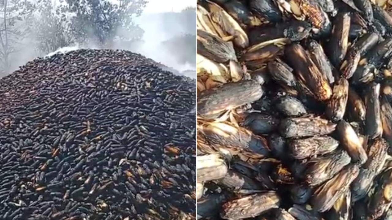 ಕತ್ತರಿಸಿ ಬಿದ್ದ ವಿದ್ಯುತ್ ತಂತಿ, ಹೊತ್ತಿ ಉರಿದ 15 ಲಕ್ಷಕ್ಕೂ ಅಧಿಕ ಮೌಲ್ಯದ ಫಸಲಿನ ರಾಶಿ ಕತ್ತರಿಸಿ ಬಿದ್ದ ವಿದ್ಯುತ್ ತಂತಿ, ಹೊತ್ತಿ ಉರಿದ 15 ಲಕ್ಷಕ್ಕೂ ಅಧಿಕ ಮೌಲ್ಯದ ಫಸಲಿನ ರಾಶಿ