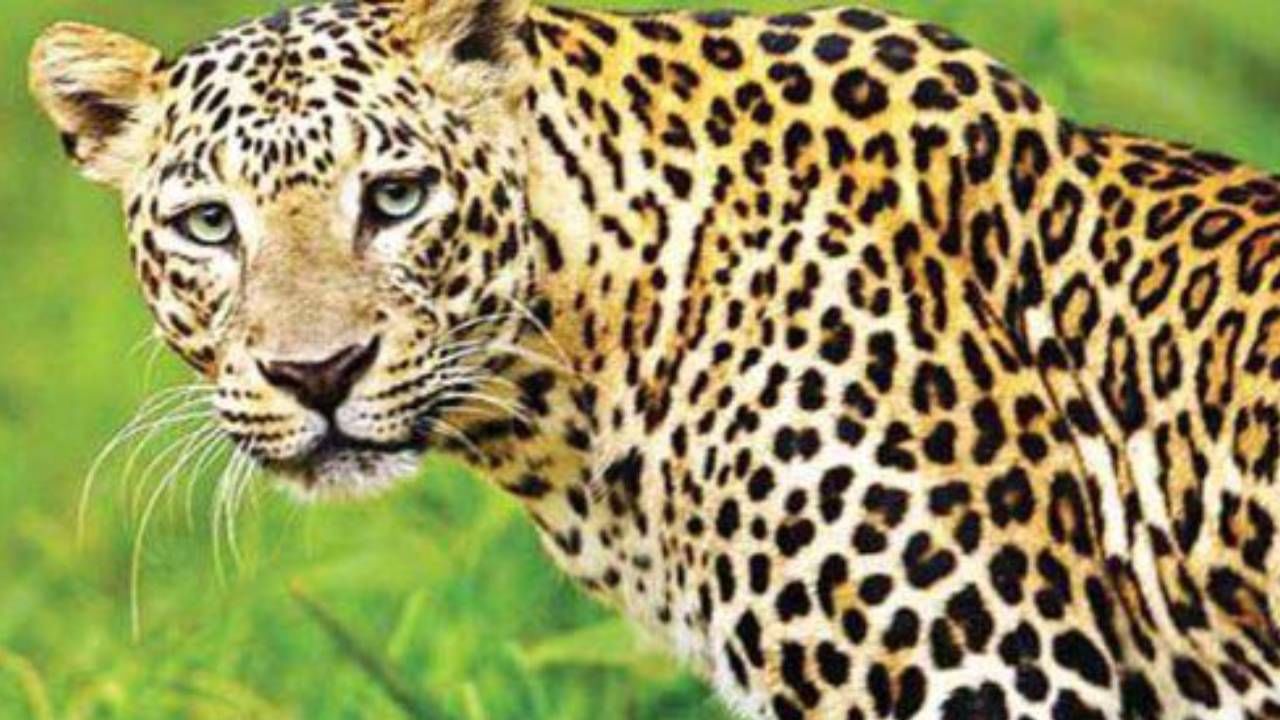 Leopard: ಯಲಹಂಕ ವ್ಯಾಪ್ತಿಯ ದಾಸನಪುರದಲ್ಲಿ ಚಿರತೆ ದಾಳಿಗೆ ಕರು ಬಲಿ