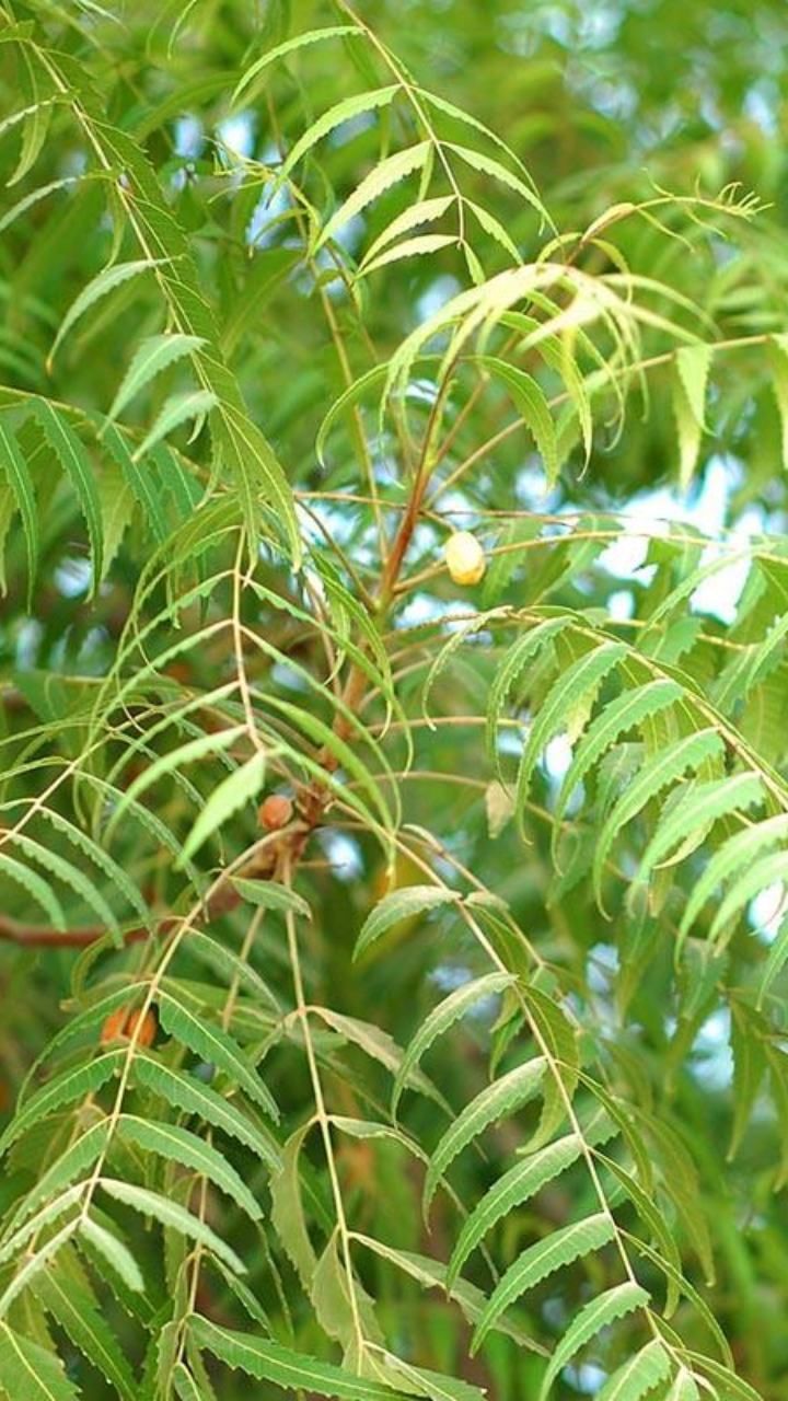 n 4 (1)