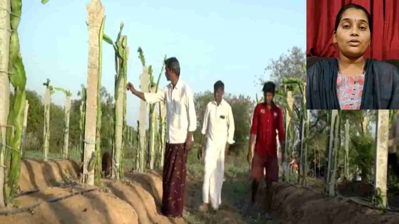 ರೈತರಿಗೆ ಡ್ರ್ಯಾಗನ್ ಫ್ರೂಟ್ ವಂಚನೆ ಆರೋಪ: ಕಂಪನಿ ನೀಡಿದ ಸ್ಪಷ್ಟನೆ ಏನು?