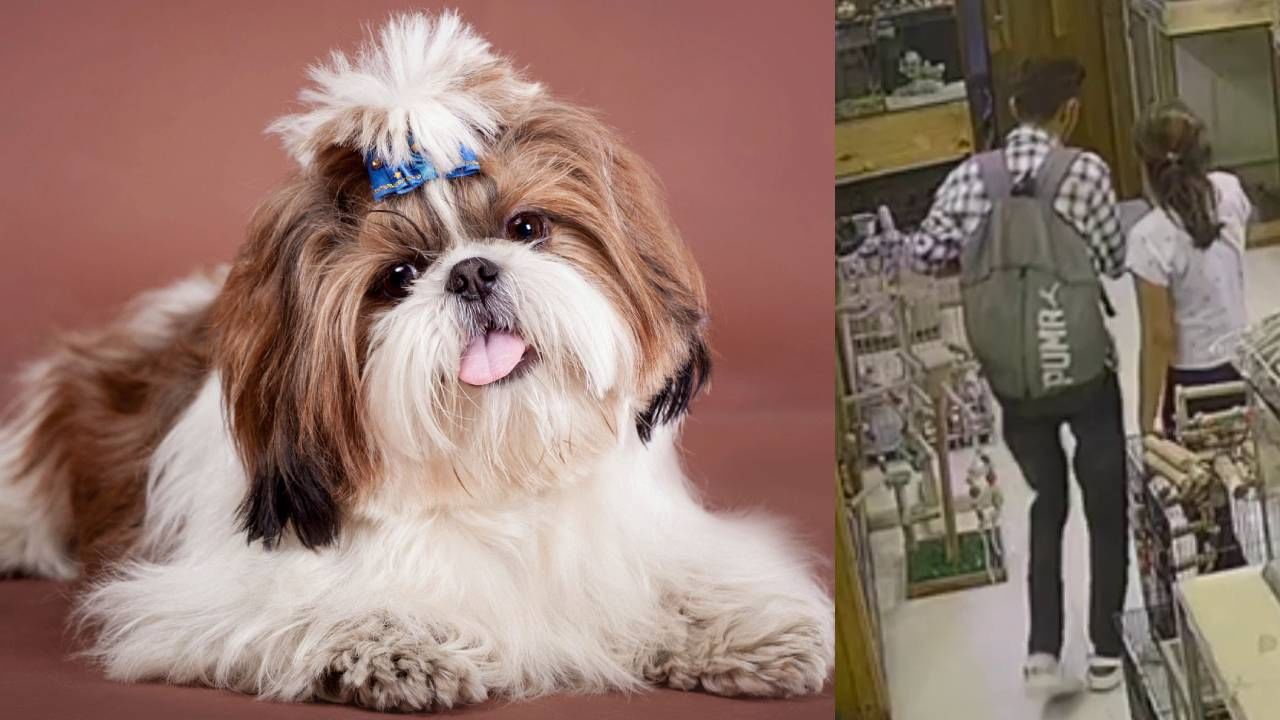 Shih Tzu: ಉಡುಪಿಯ ಇಂಜಿನಿಯರಿಂಗ್ ವಿದ್ಯಾರ್ಥಿಗಳು ಕೊಚ್ಚಿಯಲ್ಲಿ ಮುದ್ದಾದ ನಾಯಿಮರಿಯನ್ನು ಕದ್ದರು, ಆದರೆ ಅವರು ಸಿಕ್ಕಿಬಿದ್ದಿದ್ದೇ ರೋಚಕ!