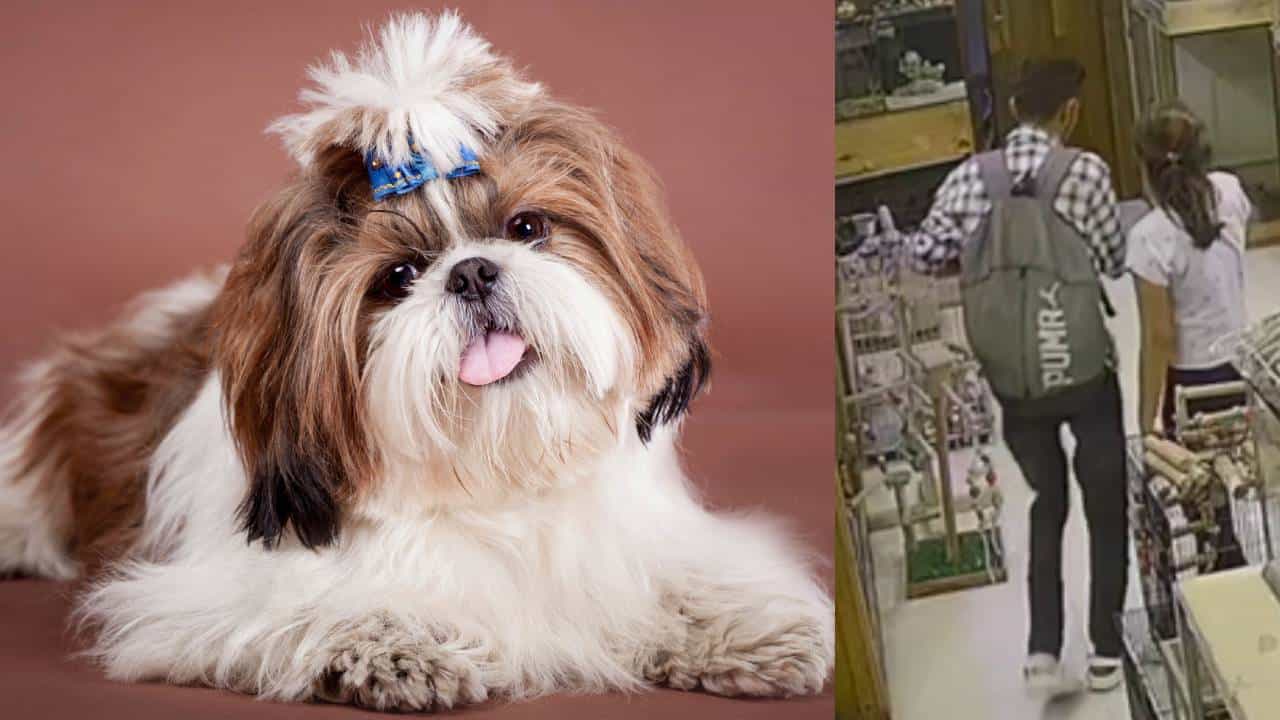 Shih Tzu: ಉಡುಪಿಯ ಇಂಜಿನಿಯರಿಂಗ್ ವಿದ್ಯಾರ್ಥಿಗಳು ಕೊಚ್ಚಿಯಲ್ಲಿ ಮುದ್ದಾದ ನಾಯಿಮರಿಯನ್ನು ಕದ್ದರು, ಆದರೆ ಅವರು ಸಿಕ್ಕಿಬಿದ್ದಿದ್ದೇ ರೋಚಕ! Shih Tzu: ಉಡುಪಿಯ ಇಂಜಿನಿಯರಿಂಗ್ ವಿದ್ಯಾರ್ಥಿಗಳು ಕೊಚ್ಚಿಯಲ್ಲಿ ಮುದ್ದಾದ ನಾಯಿಮರಿಯನ್ನು ಕದ್ದರು, ಆದರೆ ಅವರು ಸಿಕ್ಕಿಬಿದ್ದಿದ್ದೇ ರೋಚಕ!
