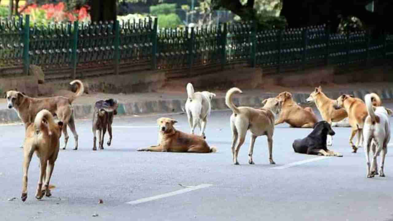 ಮೈಸೂರಿನಲ್ಲಿ ಮುಂದುವರಿದ ಬೀದಿ ನಾಯಿಗಳ ಹಾವಳಿ: 9 ಆಡು ಮರಿಗಳ ಮೇಲೆ ದಾಳಿ