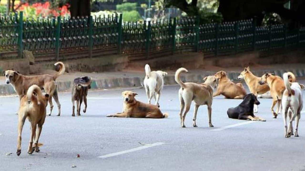 ಮೈಸೂರಿನಲ್ಲಿ ಮುಂದುವರಿದ ಬೀದಿ ನಾಯಿಗಳ ಹಾವಳಿ: 9 ಆಡು ಮರಿಗಳ ಮೇಲೆ ದಾಳಿ ಮೈಸೂರಿನಲ್ಲಿ ಮುಂದುವರಿದ ಬೀದಿ ನಾಯಿಗಳ ಹಾವಳಿ: 9 ಆಡು ಮರಿಗಳ ಮೇಲೆ ದಾಳಿ