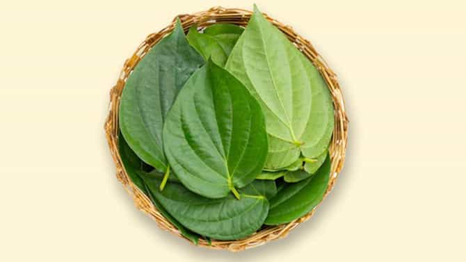 Health Tips: ವೀಳ್ಯದೆಲೆ ಸೇವನೆಯಿಂದ ಎಷ್ಟೆಲ್ಲಾ ಆರೋಗ್ಯ ಪ್ರಯೋಜನಗಳಿವೆ ತಿಳಿಯಿರಿ