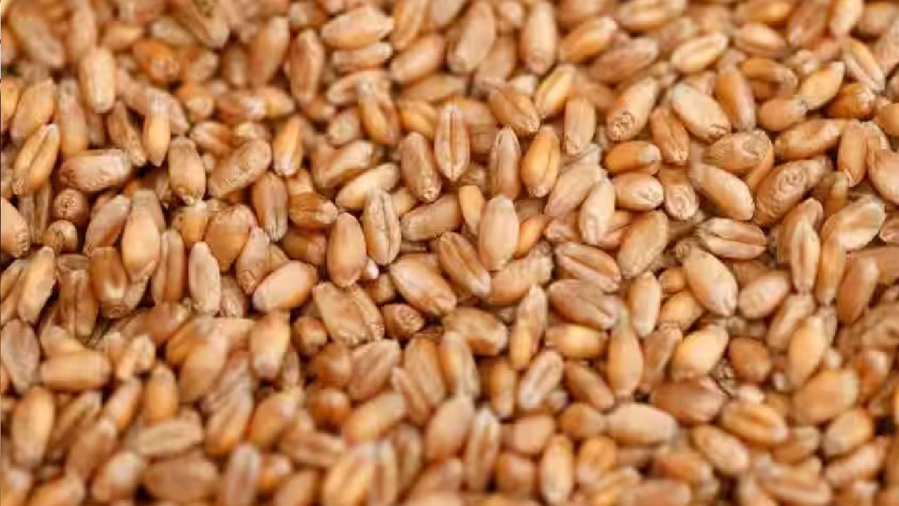 Wheat Sale: ಇ-ಹರಾಜಿನಲ್ಲಿ ಎರಡೇ ದಿನದಲ್ಲಿ 9 ಲಕ್ಷ ಟನ್ ಗೋಧಿ ಮಾರಾಟ