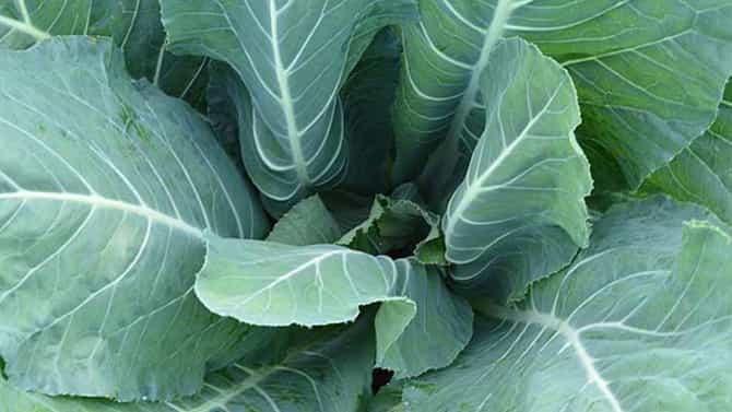 Cauliflower Leaves Benefits: ಹೂಕೋಸು ಎಲೆಗಳನ್ನು ನೀವು ಬಿಸಾಡುತ್ತೀರಾ? ಹಾಗಾದ್ರೆ ಇದನ್ನೊಮ್ಮೆ ಓದಿ