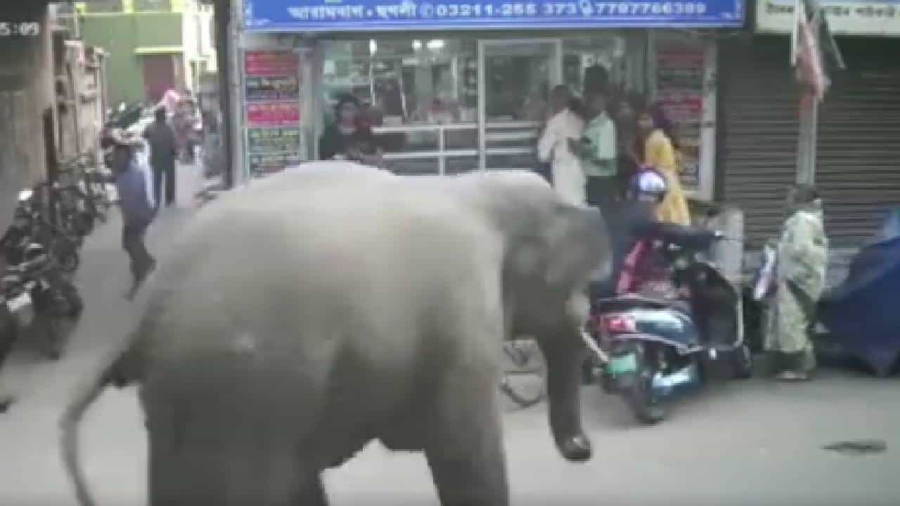 Viral Video: ಗಜರಾಜ ಬರುವುದನ್ನು ನೋಡಿ ಜನ ದಿಕ್ಕಾಪಾಲು Viral Video: ಗಜರಾಜ ಬರುವುದನ್ನು ನೋಡಿ ಜನ ದಿಕ್ಕಾಪಾಲು