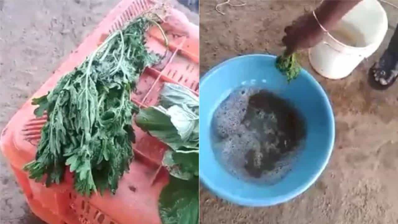 Food Adulteration: ಒಣಗಿರುವ ಸೊಪ್ಪು ಕೆಲವೇ ನಿಮಿಷಗಳಲ್ಲಿ ಹೇಗೆ ತಾಜಾ ಸೊಪ್ಪಾಗಿ ಬದಲಾಗುತ್ತದೆ ನೋಡಿ, ಇಲ್ಲಿದೆ ವೈರಲ್ ವಿಡಿಯೋ Food Adulteration: ಒಣಗಿರುವ ಸೊಪ್ಪು ಕೆಲವೇ ನಿಮಿಷಗಳಲ್ಲಿ ಹೇಗೆ ತಾಜಾ ಸೊಪ್ಪಾಗಿ ಬದಲಾಗುತ್ತದೆ ನೋಡಿ, ಇಲ್ಲಿದೆ ವೈರಲ್ ವಿಡಿಯೋ