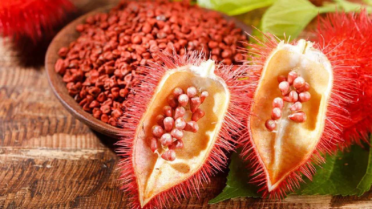 Annatto Seeds: ಯಂಗ್ ಆಗಿ ಕಾಣಲು ಅನ್ನಾಟೊ ಬೀಜ ಸೇವಿಸಿ; ಇತರೆ ಆರೋಗ್ಯ ಪ್ರಯೋಜನಗಳು ಹೀಗಿವೆ