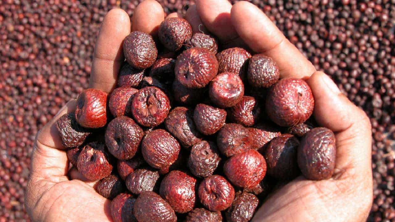 Areca Nut Price: ಇಂದಿನ ಅಡಿಕೆ ಮಾರುಕಟ್ಟೆ ಧಾರಣೆ: ಎಲ್ಲೆಲ್ಲಿ ಅಡಿಕೆ ಧಾರಣೆ ಎಷ್ಟಿದೆ: ಇಲ್ಲಿದೆ ಮಾಹಿತಿ Areca Nut Price: ಇಂದಿನ ಅಡಿಕೆ ಮಾರುಕಟ್ಟೆ ಧಾರಣೆ: ಎಲ್ಲೆಲ್ಲಿ ಅಡಿಕೆ ಧಾರಣೆ ಎಷ್ಟಿದೆ: ಇಲ್ಲಿದೆ ಮಾಹಿತಿ