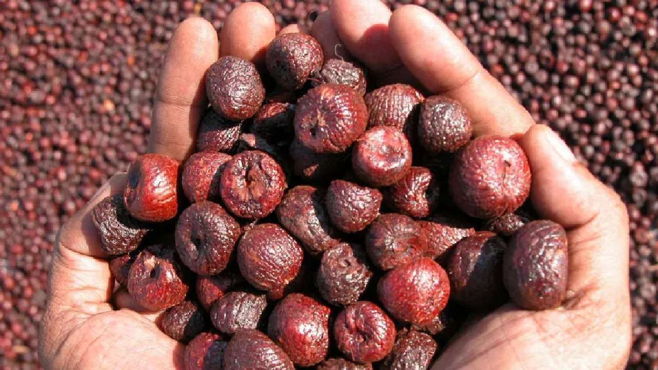 Areca Nut Price: ಇಂದಿನ ಅಡಿಕೆ ಮಾರುಕಟ್ಟೆ ಧಾರಣೆ: ಎಲ್ಲೆಲ್ಲಿ ಅಡಿಕೆ ಧಾರಣೆ ಎಷ್ಟಿದೆ: ಇಲ್ಲಿದೆ ಮಾಹಿತಿ Areca Nut Price: ಇಂದಿನ ಅಡಿಕೆ ಮಾರುಕಟ್ಟೆ ಧಾರಣೆ: ಎಲ್ಲೆಲ್ಲಿ ಅಡಿಕೆ ಧಾರಣೆ ಎಷ್ಟಿದೆ: ಇಲ್ಲಿದೆ ಮಾಹಿತಿ