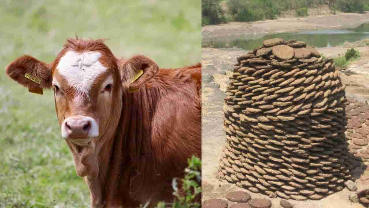 Cow Dung: ಹಸುವಿನ ಸಗಣಿಯಿಂದ ತಯಾರಿಸಿದ ಪರ್ಯಾಯ ಇಂಧನ ಬಳಕೆ ಸಕ್ಸಸ್