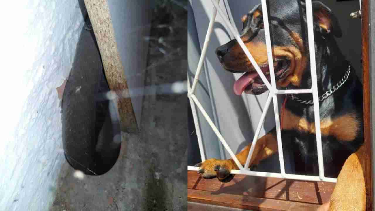 Dog Saves Owner: ವಿಷಕಾರಿ ಹಾವಿನಿಂದ ಮಾಲೀಕನನ್ನು ರಕ್ಷಿಸಿದ ನಾಯಿ, ನೆಟ್ಟಿಗರಿಂದ ಪ್ರಶಂಸೆಯ ಸುರಿಮಳೆ