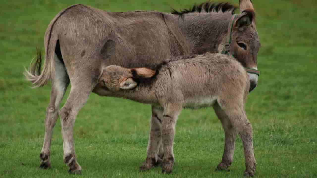 Donkey Milk: ಕತ್ತೆ ಹಾಲಿನ ಆರೋಗ್ಯ ಪ್ರಯೋಜಗಳು ಹಾಗೂ ದುಷ್ಪರಿಣಾಮಗಳ ಬಗ್ಗೆ ಇಲ್ಲಿದೆ ಮಾಹಿತಿ