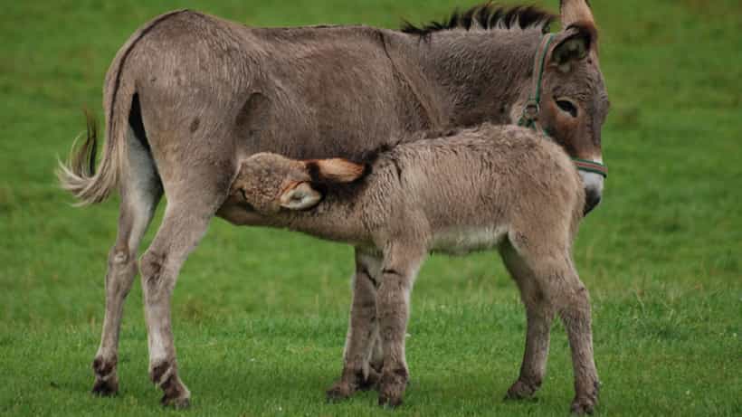 Donkey Milk: ಕತ್ತೆ ಹಾಲಿನ ಆರೋಗ್ಯ ಪ್ರಯೋಜಗಳು ಹಾಗೂ ದುಷ್ಪರಿಣಾಮಗಳ ಬಗ್ಗೆ ಇಲ್ಲಿದೆ ಮಾಹಿತಿ
