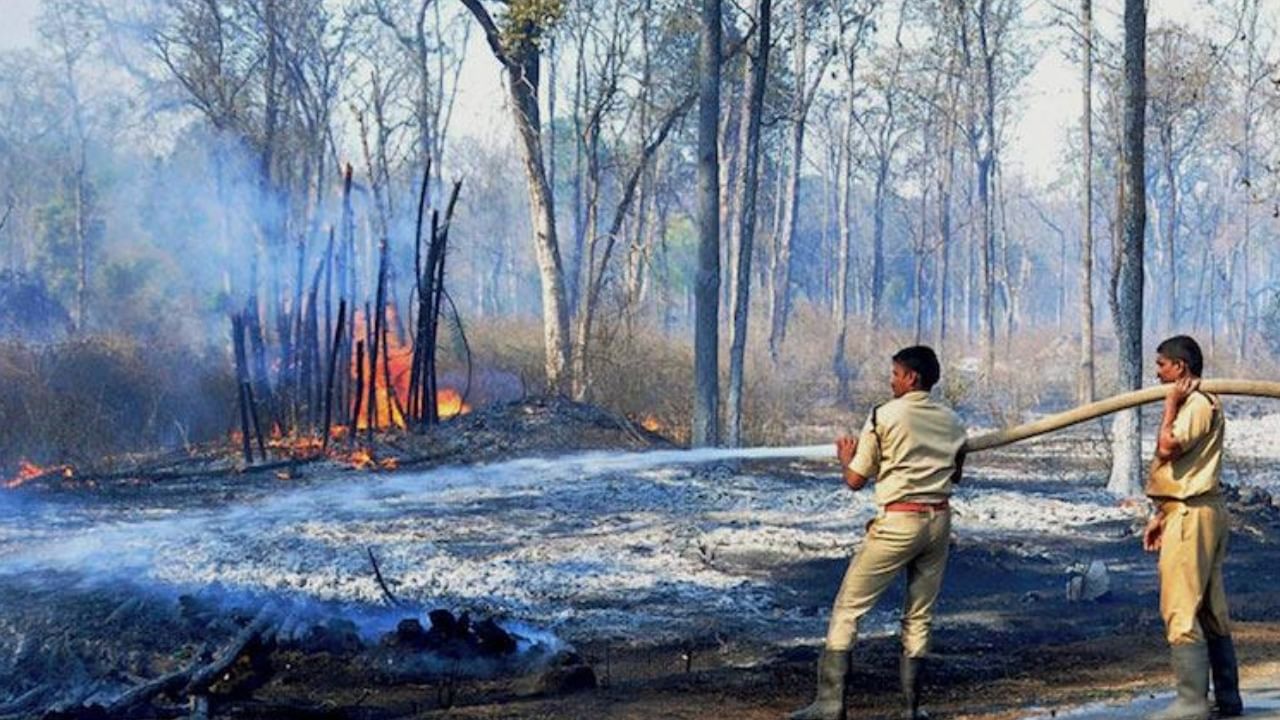 Forest Fire: ಕಾಡ್ಗಿಚ್ಚಿನಿಂದ ಚಿಕ್ಕಮಗಳೂರು ಜಿಲ್ಲೆಯಲ್ಲಿ 250 ಹೆಕ್ಟರ್​​ನಷ್ಟು ಅರಣ್ಯ ಸಂಪತ್ತು ಹಾನಿ