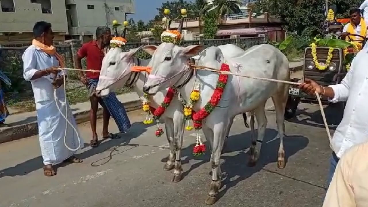 ಹಾಸನ: ಕುಮಾರಣ್ಣನಿಗೆ ಒಂದೂವರೆ ಲಕ್ಷ ಬೆಲೆಬಾಳುವ ಜೋಡೆತ್ತು ಗಿಫ್ಟ್ ಕೊಟ್ಟ ನಾಗರಹಳ್ಳಿ ಗ್ರಾಮಸ್ಥರು