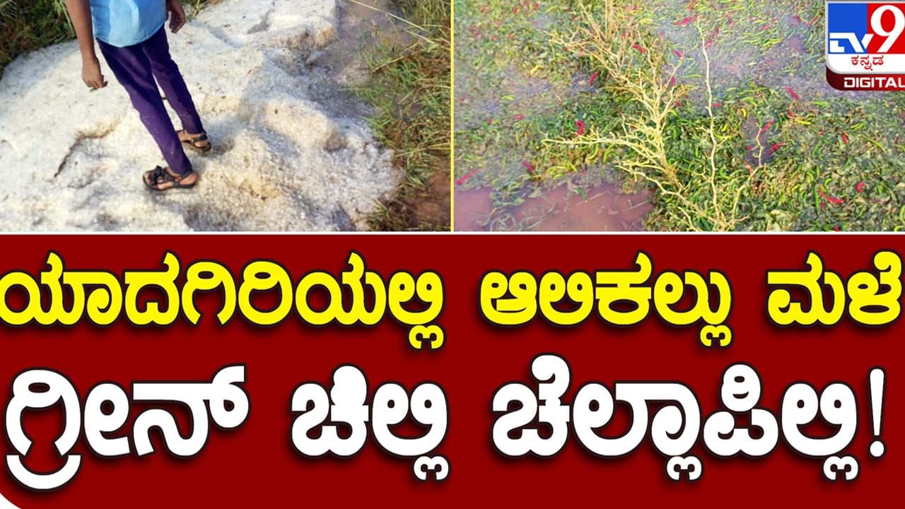 Hailstorm: ಯಾದಗಿರಿಯ ಬಿರು ಬೇಸಿಗೆಯಲ್ಲಿ ಆಲಿಕಲ್ಲು ಸಮೇತ ಜೋರು ಬೆಳೆ, ಟೊಮೆಟೊ ಮತ್ತು ಹಸಿರು ಮೆಣಸಿನಕಾಯಿ ಬೆಳೆಗೆ ಹಾನಿ