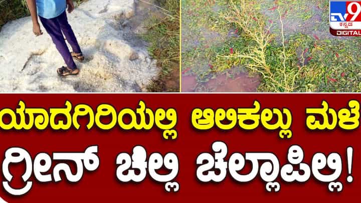 Hailstorm: ಯಾದಗಿರಿಯ ಬಿರು ಬೇಸಿಗೆಯಲ್ಲಿ ಆಲಿಕಲ್ಲು ಸಮೇತ ಜೋರು ಬೆಳೆ, ಟೊಮೆಟೊ ಮತ್ತು ಹಸಿರು ಮೆಣಸಿನಕಾಯಿ ಬೆಳೆಗೆ ಹಾನಿ Hailstorm: ಯಾದಗಿರಿಯ ಬಿರು ಬೇಸಿಗೆಯಲ್ಲಿ ಆಲಿಕಲ್ಲು ಸಮೇತ ಜೋರು ಬೆಳೆ, ಟೊಮೆಟೊ ಮತ್ತು ಹಸಿರು ಮೆಣಸಿನಕಾಯಿ ಬೆಳೆಗೆ ಹಾನಿ