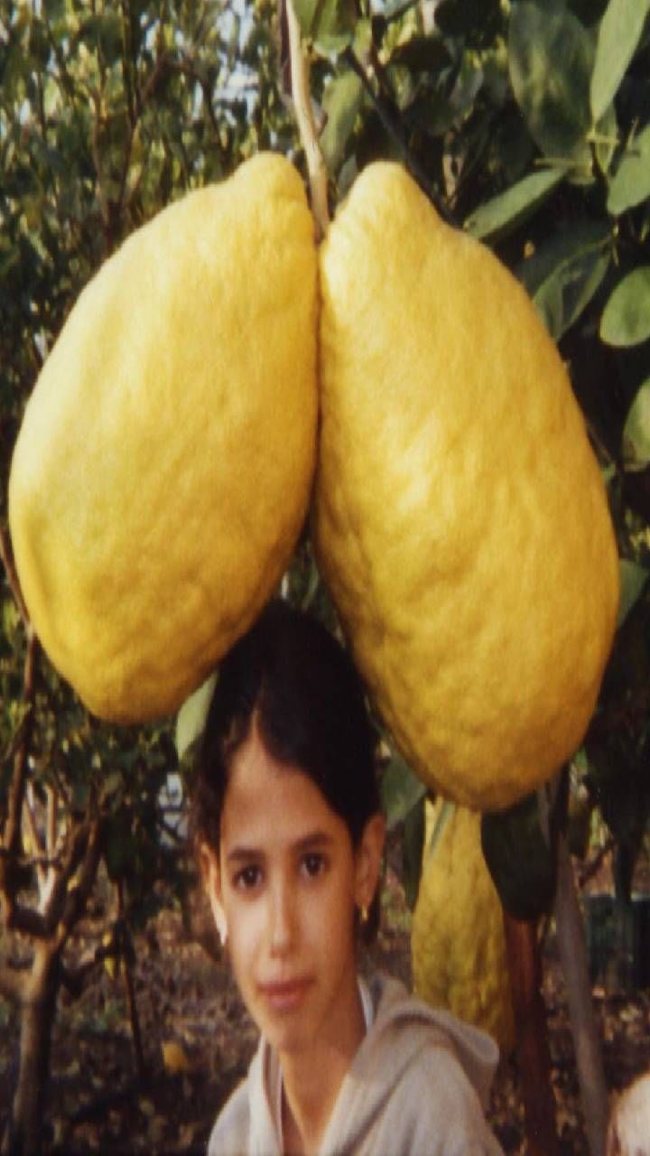 Heaviest lemon (2)