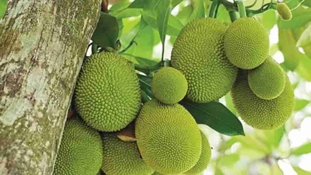 Jackfruit Auction: ಮೂಲರಪಟ್ಣ ಮಸೀದಿಯಲ್ಲಿ ಹಲಸಿನ ಹಣ್ಣು ಹರಾಜು; ಬರೋಬ್ಬರಿ 4.33 ಲಕ್ಷ ರೂ.ಗೆ ಹಲಸು ಖರೀದಿ