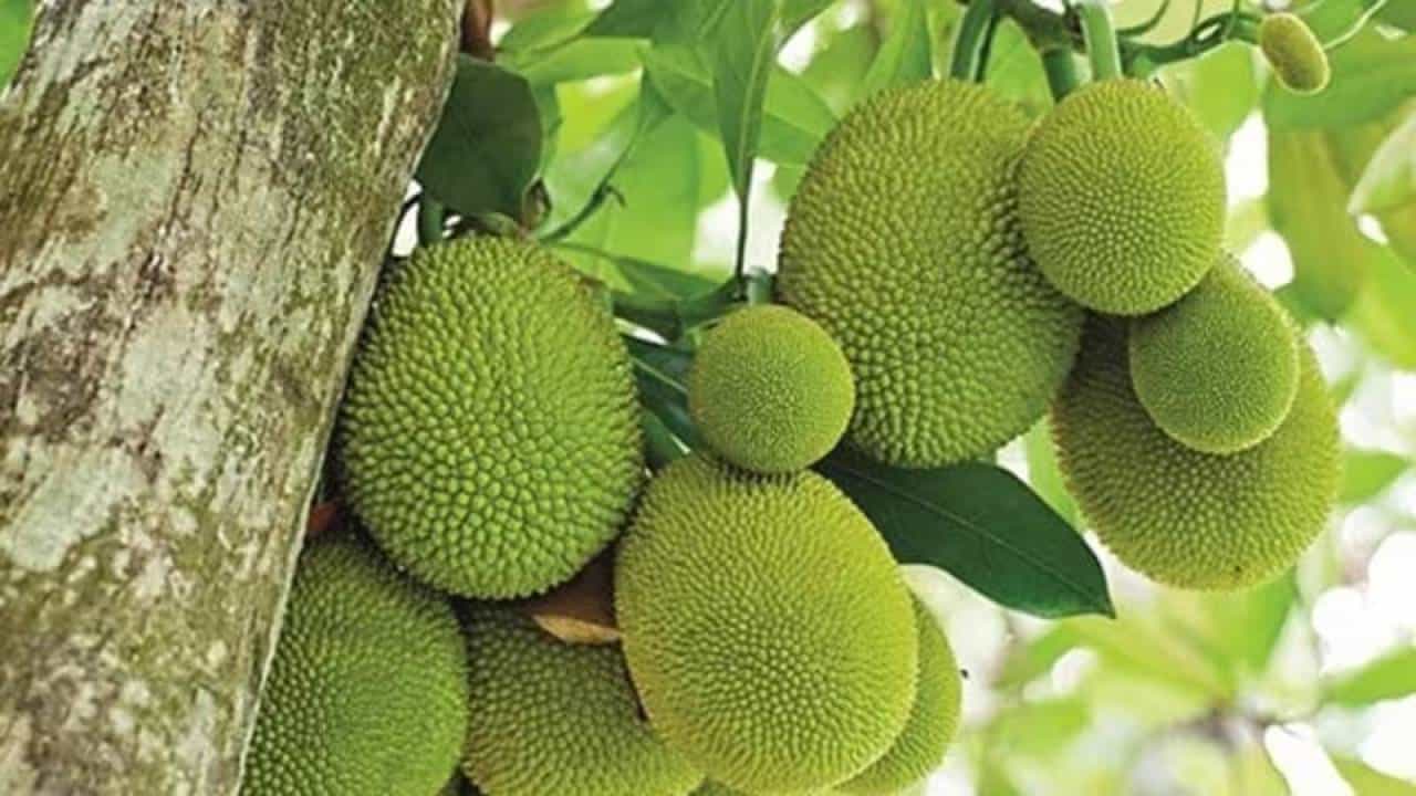 Jackfruit Auction: ಮೂಲರಪಟ್ಣ ಮಸೀದಿಯಲ್ಲಿ ಹಲಸಿನ ಹಣ್ಣು ಹರಾಜು; ಬರೋಬ್ಬರಿ 4.33 ಲಕ್ಷ ರೂ.ಗೆ ಹಲಸು ಖರೀದಿ