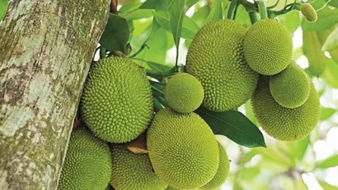 Jackfruit Auction: ಮೂಲರಪಟ್ಣ ಮಸೀದಿಯಲ್ಲಿ ಹಲಸಿನ ಹಣ್ಣು ಹರಾಜು; ಬರೋಬ್ಬರಿ 4.33 ಲಕ್ಷ ರೂ.ಗೆ ಹಲಸು ಖರೀದಿ