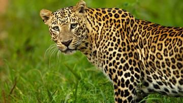 Ramanagara: A leopard suddenly attacked a boy who had gone to the paddy field: He was admitted to the hospital