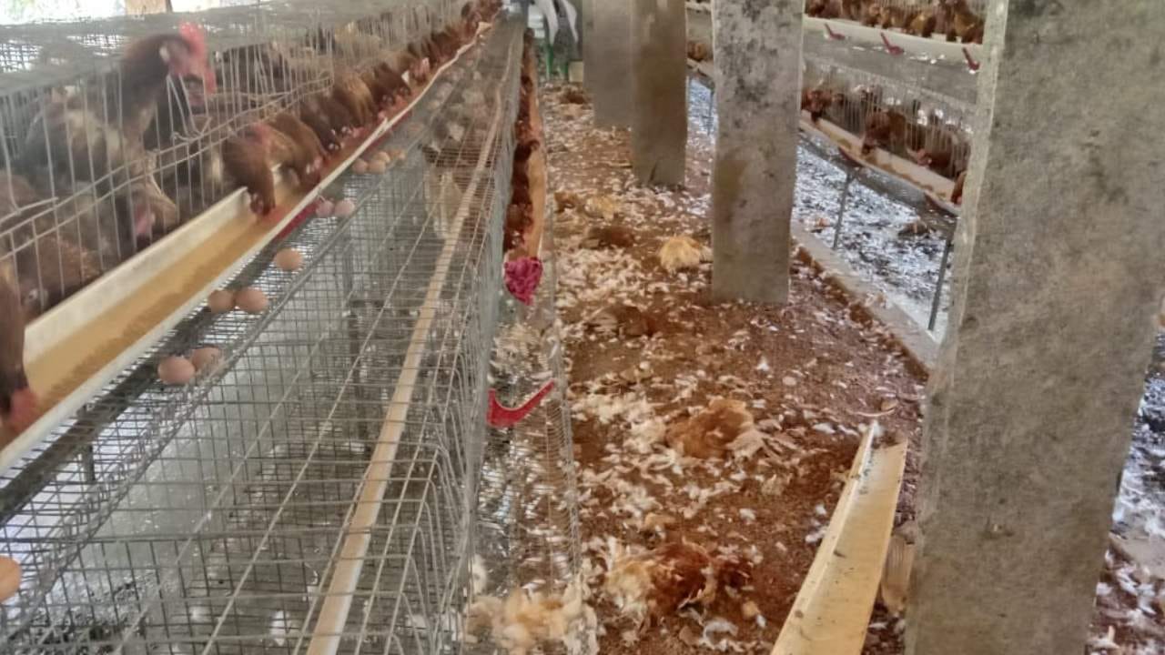 ಫಾರಂಗೆ ನುಗ್ಗಿ 200ಕ್ಕೂ ಹೆಚ್ಚು ಕೋಳಿಗಳನ್ನು ಬಲಿ ಪಡೆದ ಚಿರತೆ: ಕಣ್ಣೀರು ಹಾಕಿದ ರೈತ ಫಾರಂಗೆ ನುಗ್ಗಿ 200ಕ್ಕೂ ಹೆಚ್ಚು ಕೋಳಿಗಳನ್ನು ಬಲಿ ಪಡೆದ ಚಿರತೆ: ಕಣ್ಣೀರು ಹಾಕಿದ ರೈತ