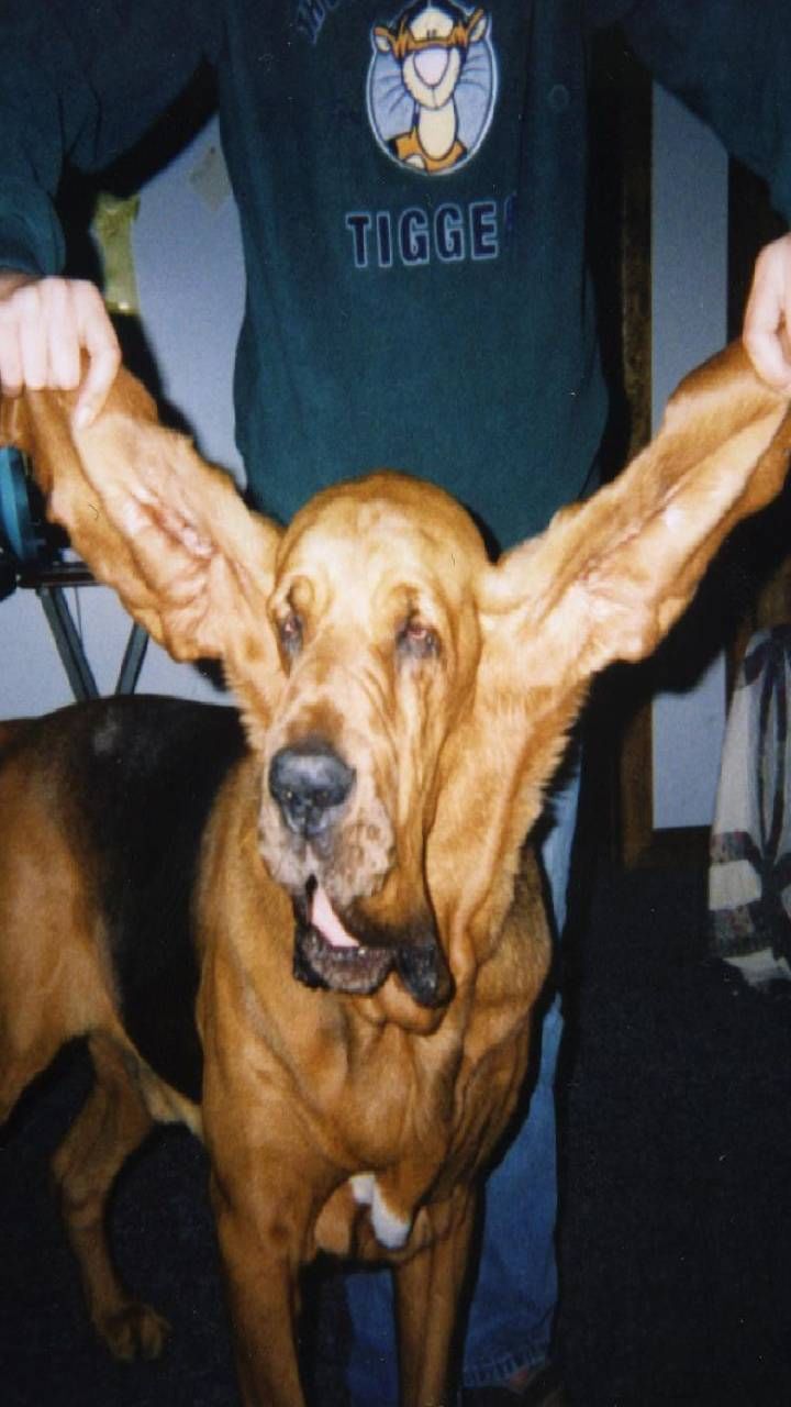 Longest ears (1)