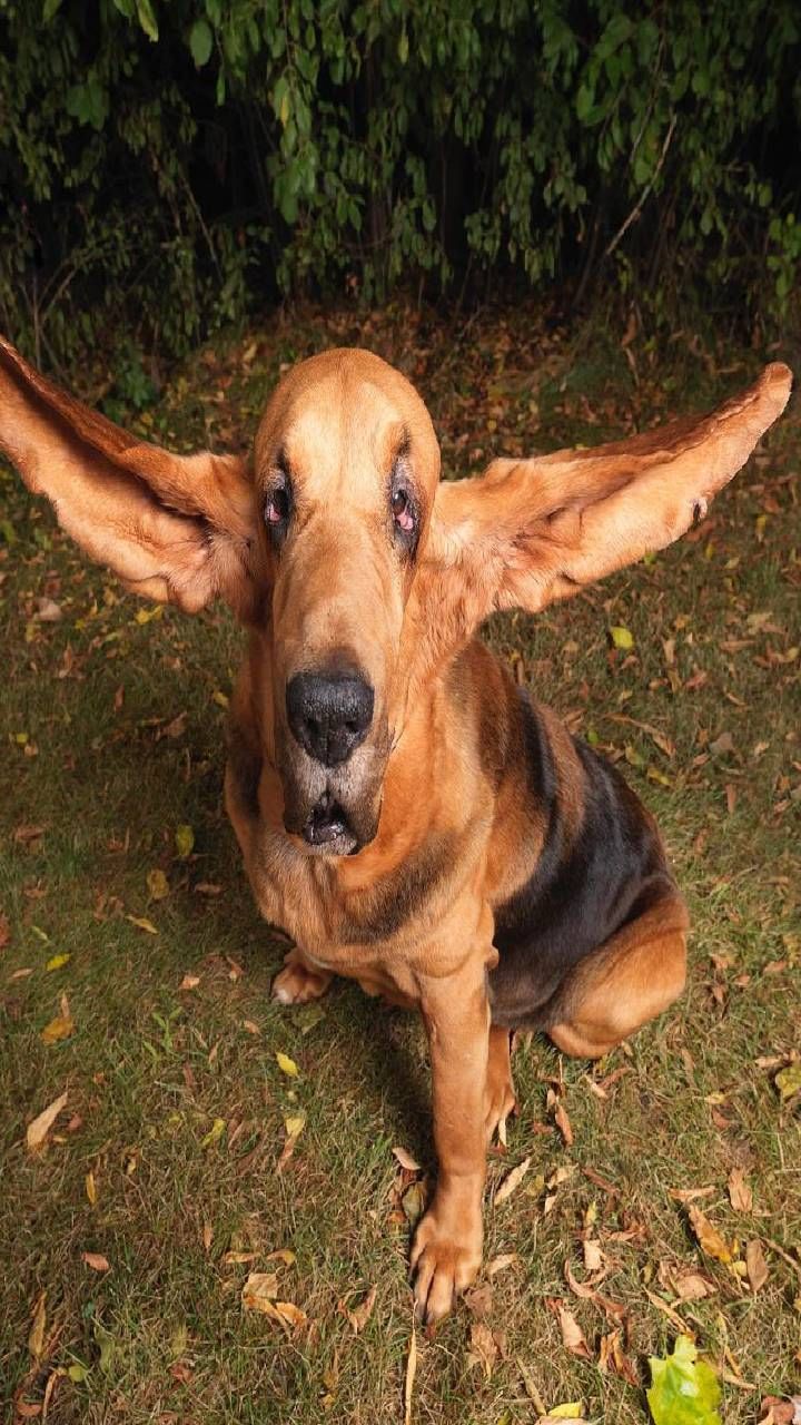 Longest ears (3)