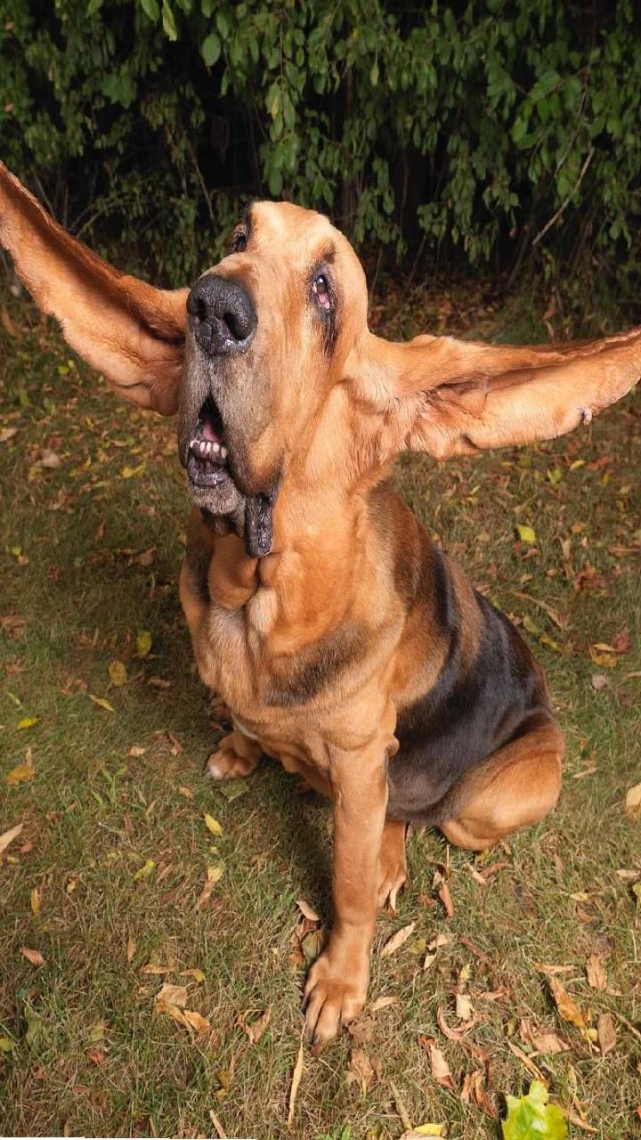 Longest ears