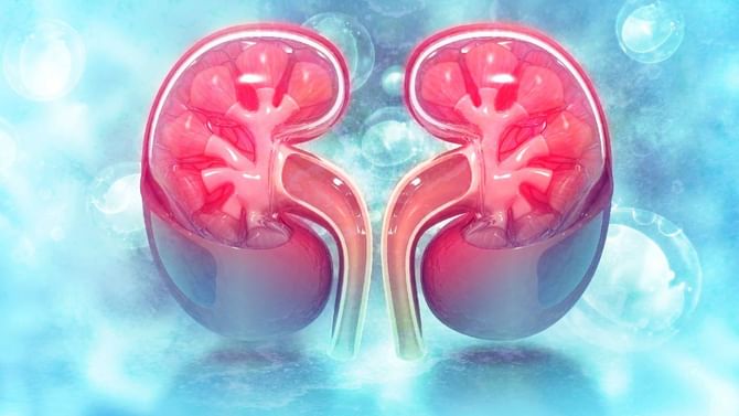National Kidney Month: ಮೂತ್ರಪಿಂಡದ ಸಮಸ್ಯೆಗಳ ಆರಂಭಿಕ ಲಕ್ಷಣಗಳನ್ನು ತಿಳಿದುಕೊಳ್ಳಿ National Kidney Month: ಮೂತ್ರಪಿಂಡದ ಸಮಸ್ಯೆಗಳ ಆರಂಭಿಕ ಲಕ್ಷಣಗಳನ್ನು ತಿಳಿದುಕೊಳ್ಳಿ