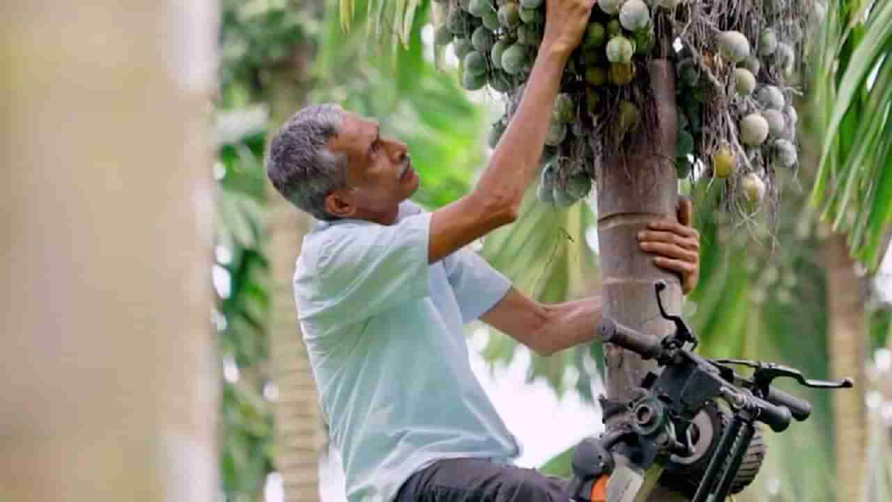 Tree Scooter: ಕೆಲವೇ ಸೆಕೆಂಡುಗಳಲ್ಲಿ ಅಡಿಕೆ ಮರ ಏರಲು ಬಂದಿದೆ ವಿನೂತನ ಟ್ರೀ ಸ್ಕೂಟರ್!