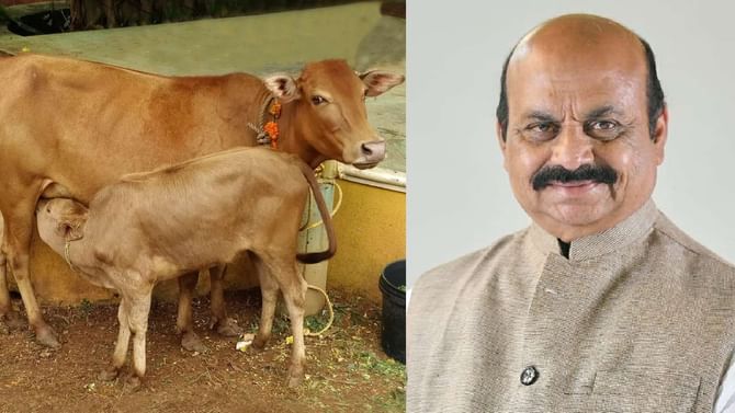 ಬೆಂಗಳೂರು: ಹೆಬ್ಬಾಳದಲ್ಲಿ ಪುಣ್ಯಕೋಟಿ ದತ್ತು ಯೋಜನೆ ಉದ್ಘಾಟಿಸಿದ ಸಿಎಂ ಬೊಮ್ಮಾಯಿ ಬೆಂಗಳೂರು: ಹೆಬ್ಬಾಳದಲ್ಲಿ ಪುಣ್ಯಕೋಟಿ ದತ್ತು ಯೋಜನೆ ಉದ್ಘಾಟಿಸಿದ ಸಿಎಂ ಬೊಮ್ಮಾಯಿ